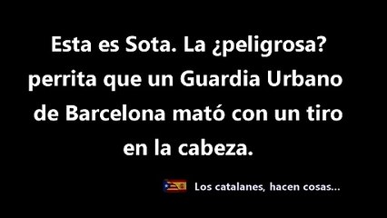 Las malas pulgas de Ada Colau por este nuevo nuevo vídeo de la perra 'Sota' abatida a tiros por la Guardia Urbana