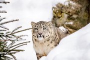 Cámaras ocultas graban a estos leopardos en el Lejano Oriente ruso