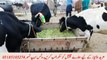 Beautifull milky cows janwars mandi doli shaheed jhang