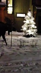 Moose Walks Across the Road in Alaska
