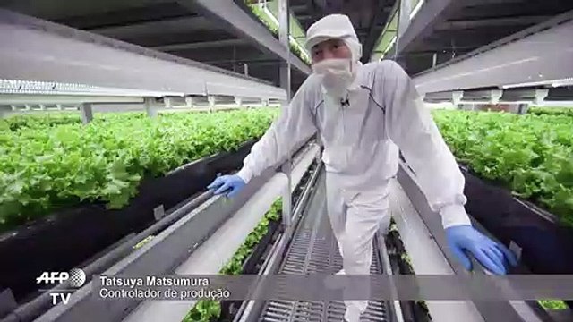 Japão cria 'fábricas de verduras' para substituir agricultura no campo
