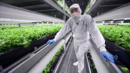 Japão cria 'fábricas de verduras' para substituir agricultura no campo
