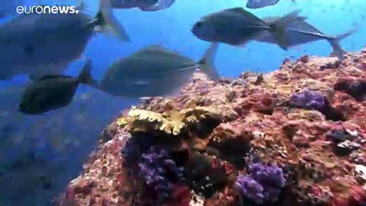 Geldstrafe seit dem 1.1.: palau hat sonnencremes verboten