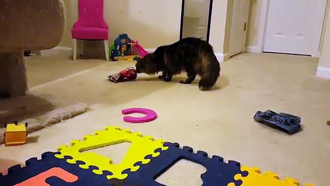 Silly cat gets bag stuck on his head