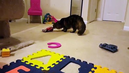Silly cat gets bag stuck on his head