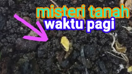 misteri tanah waktu pagi, diluar dugaan dan selalu misteri