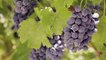 Árboles de uva populares en España | Árboles de uva