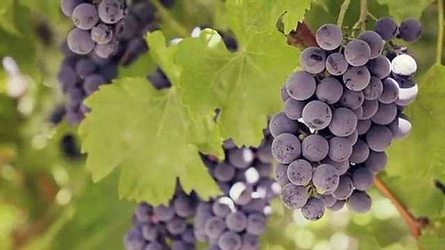 Árboles de uva populares en España | Árboles de uva