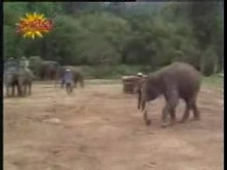 Zidane version Elephant