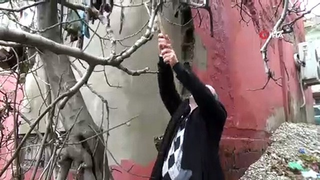 İncir ağacı ocak ayında meyve verdi