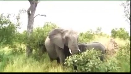 Elephant herd with a cute baby - Kruger Sightings