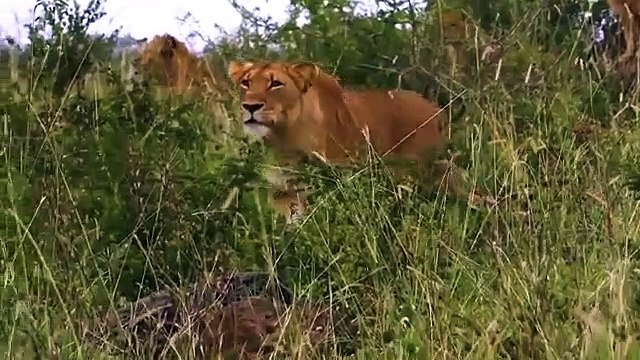 Elephant Saved Buffalo From Lion - Big Cat Attacks Compilation Aniamals Save Another Animals