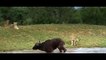 Elephant Saved Buffalo From Lion - Elephant Vs Lion Big Cat Attacks   Aniamals Save Another Animals