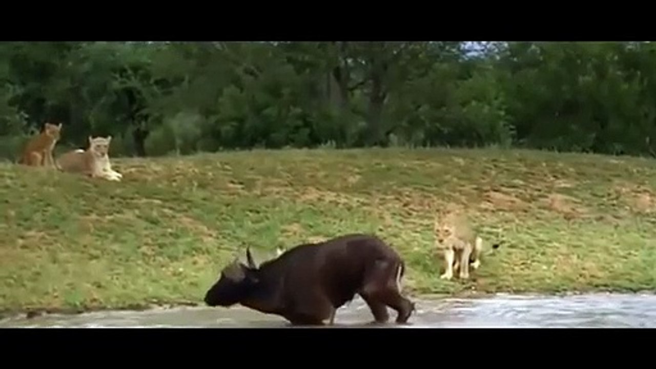 Elephant Saved Buffalo From Lion - Elephant Vs Lion Big Cat Attacks   Aniamals Save Another Animals