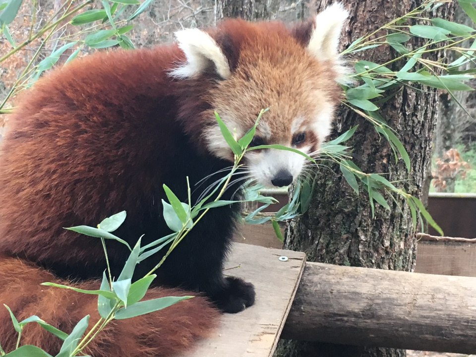 La famille des pandas roux d'Ardes-sur-Couze (Puy-de-Dôme)