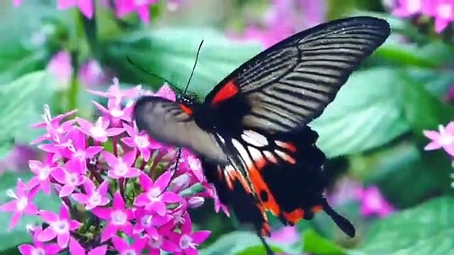 4 Signs She Likes You Ft. LoVe Advice Kaise jane ladki aapko like karti hai