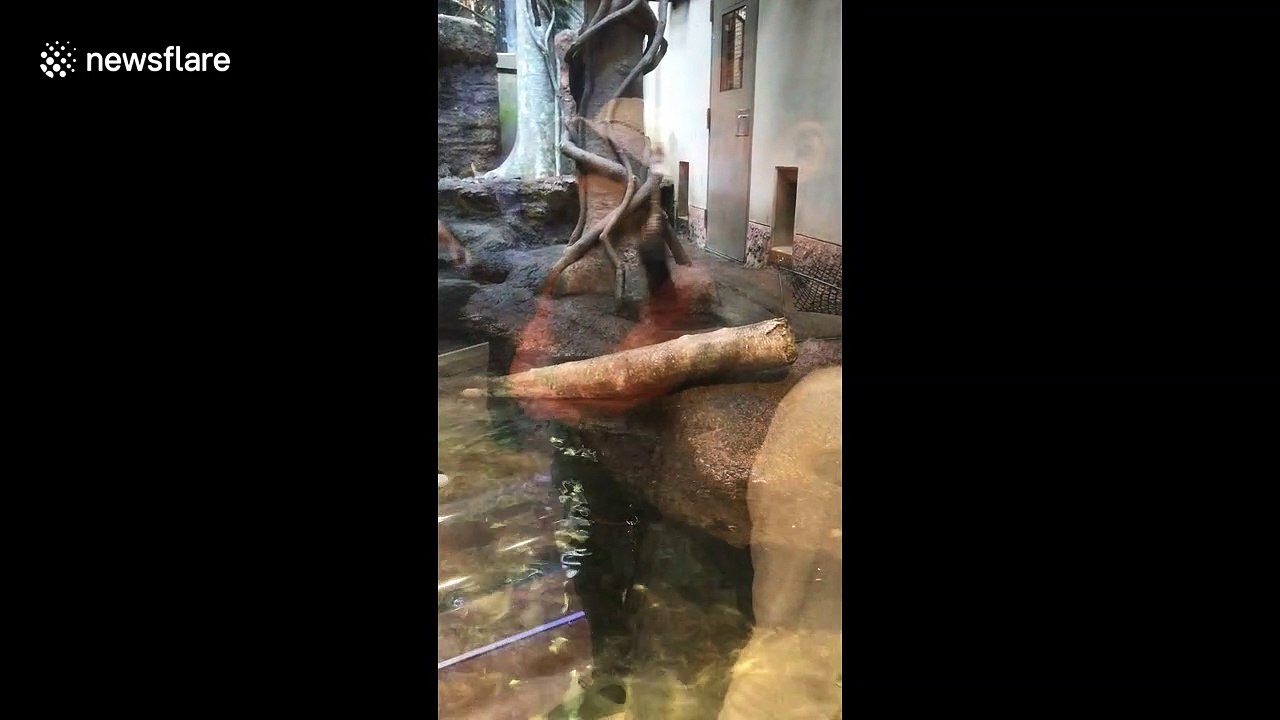 Otter hilariously spins round and round on rope at Japanese zoo