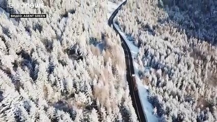 В Румынии исчезают леса