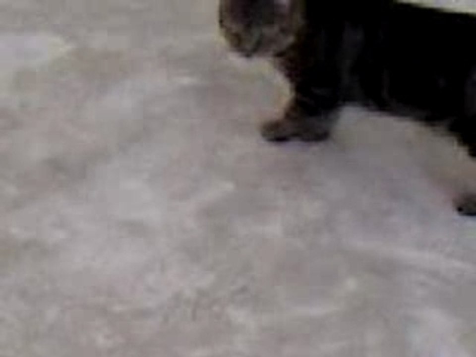 ah le chat !!! fait la guerre !