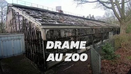 Download Video: Des dizaines de singes meurent dans l'incendie d'un zoo en Allemagne