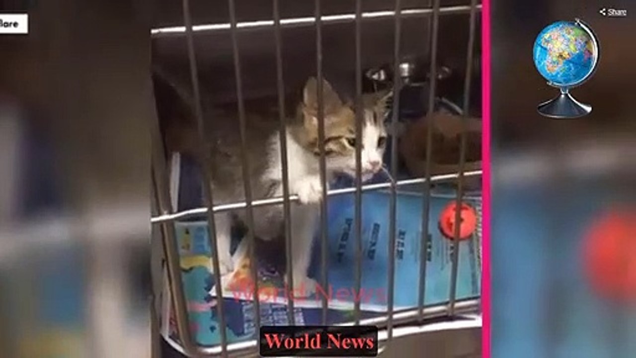 What the duck This cat has animal lovers quacking up (Video) World News
