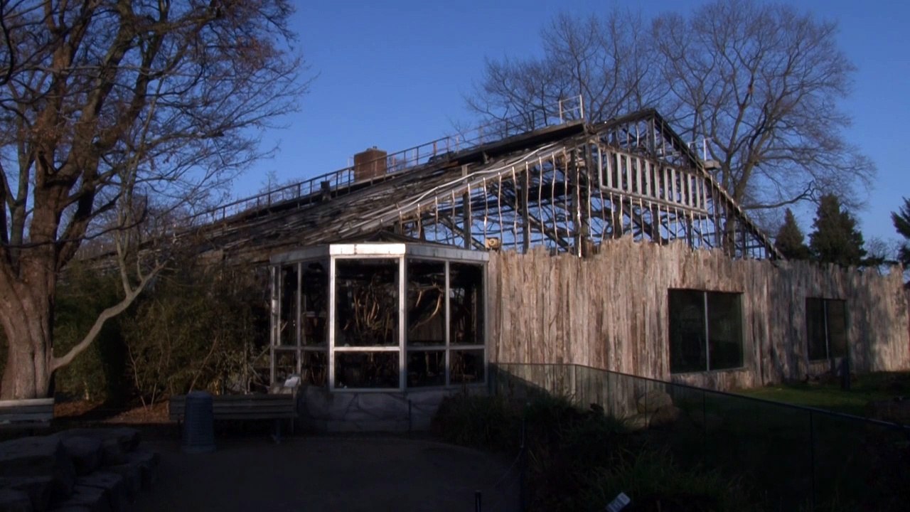 Acht Menschenaffen sterben bei Feuer im Krefelder Zoo