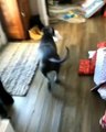 Quand ton chien ouvre lui aussi son cadeau de Noël
