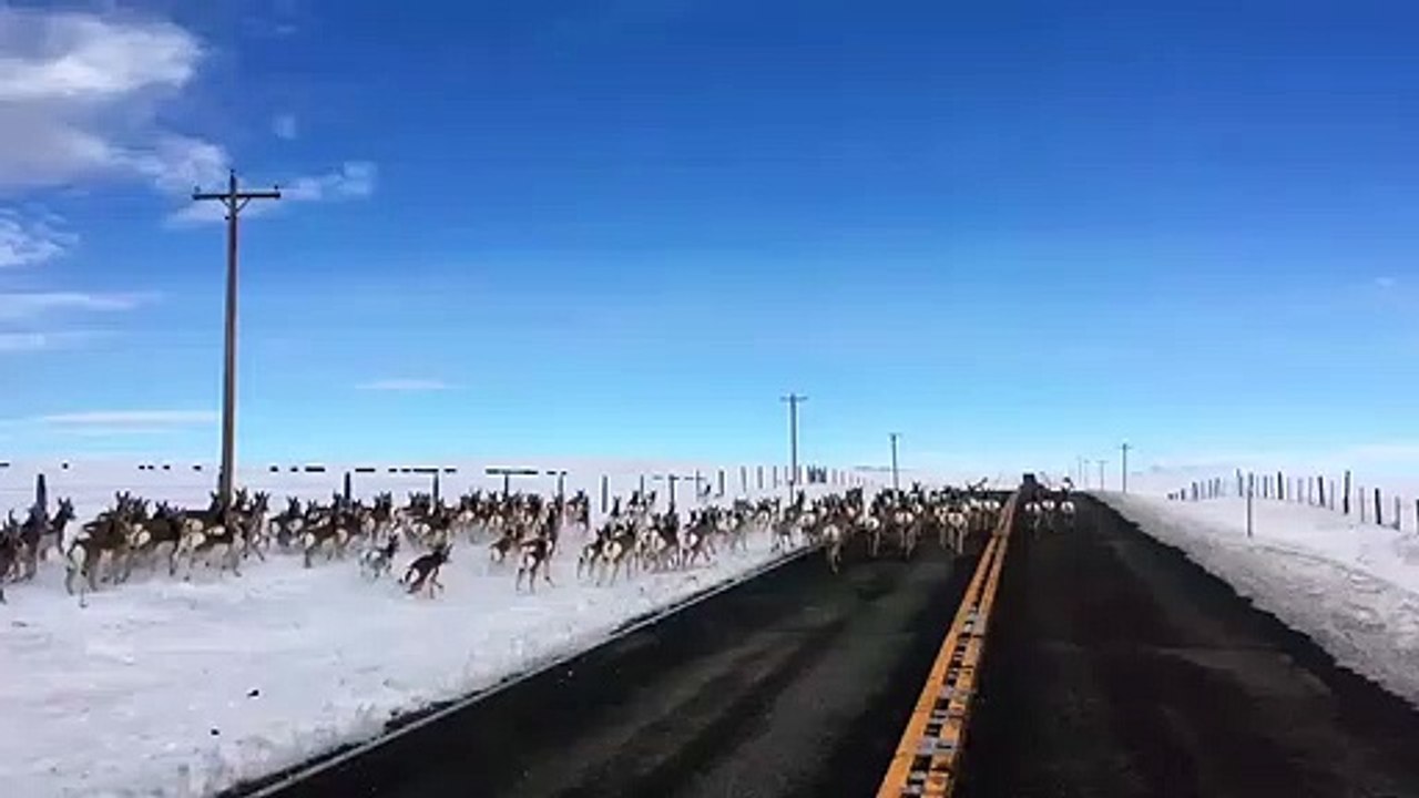 Ces antilopes envahissent la route !