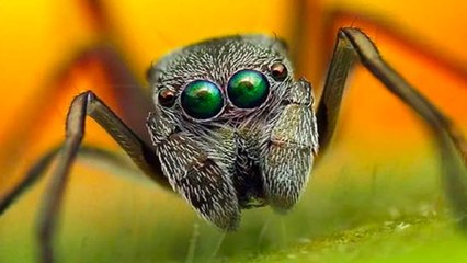 El fotógrafo creía filmar un bichito dormido y se topó con un 'monstruo'