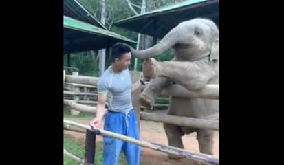 Este elefante exige que su cuidador juegue con él golpeándolo con la trompa