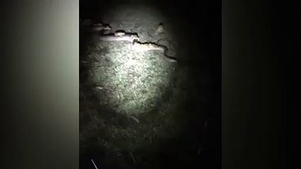 El vídeo de la Pitón de más de 3 metros captada con una decena de sapos encima