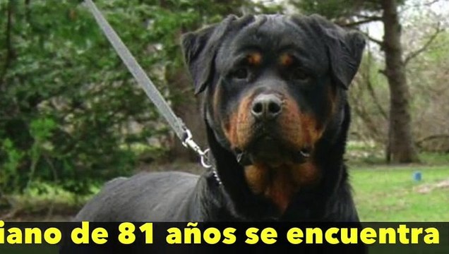 Tres perros rottweiler atacan y mutilan a un anciano que caminaba por la calle en Madrid