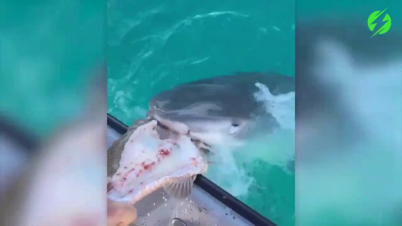 Ils s'amusent à nourrir des requins à la main