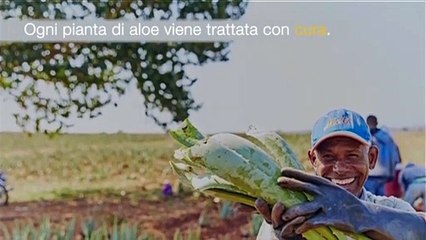 Come viene prodotto Aloe Vera da bere? (esempio Forever, 1. parte)