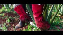 Aloe Vera dalla piantagione fino a casa tu: come funziona? (esempio Forever, 2. parte)