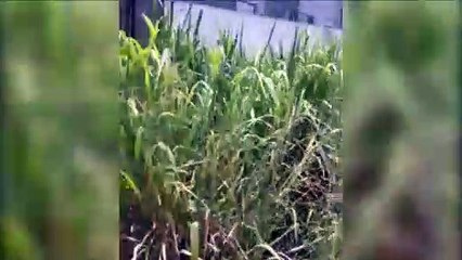 Morador do Alto Alegre pede atenção da Prefeitura quanto a mato alto e entulhos na Rua Érico Veríssimo