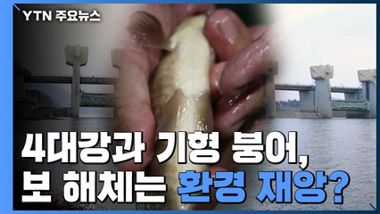 [팩트와이] 4대강과 기형 붕어, 보 해체는 환경 재앙? / YTN