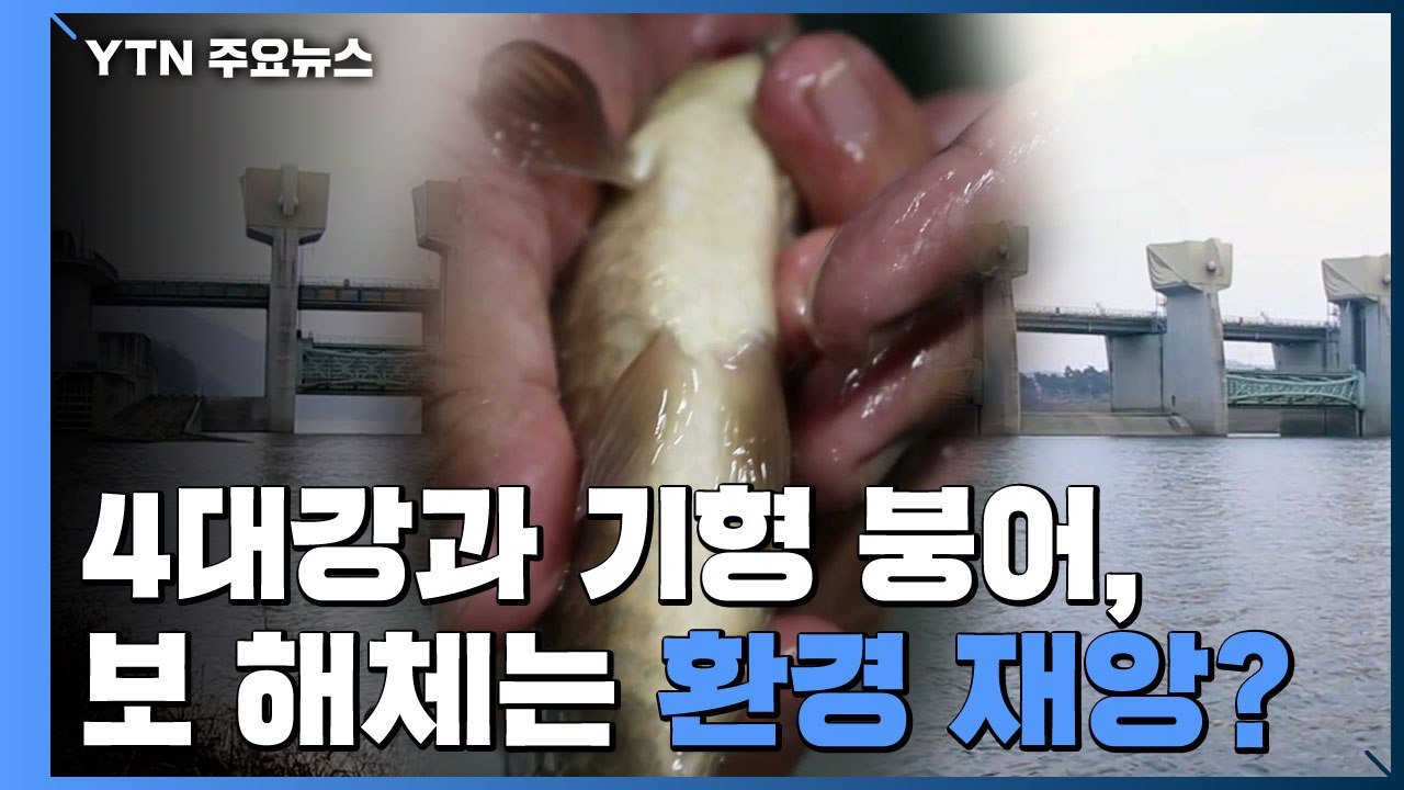 [팩트와이] 4대강과 기형 붕어, 보 해체는 환경 재앙? / YTN