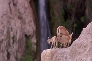 Yavru dağ keçisinin Tilki karşısındaki hayatta kalma savaşı