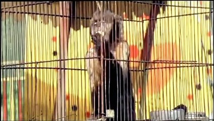 O maior espetáculo da Terra.avi