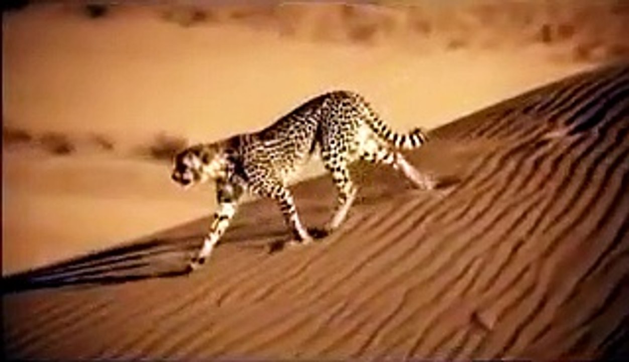 Ashes and Snow- Feather to Fire