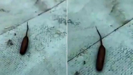 Pero... ¿qué es esto?: Un australiano filma a este horrible gusano-rata