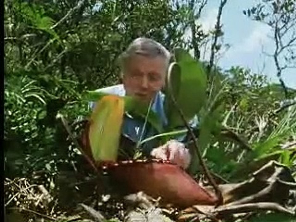 Carnivorous Plants | The Private Life of Plants | David Attenborough | Wildlife | BBC Studios