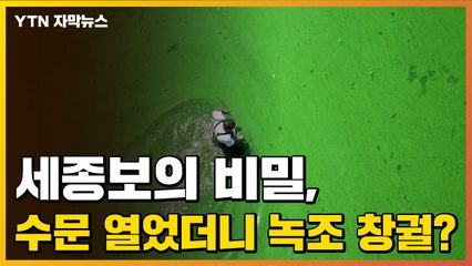 [자막뉴스] 세종보의 비밀, 수문 열었더니 녹조 창궐했다? / YTN