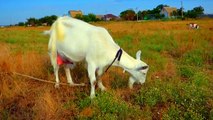 GOATS IN A MEADOW - Relaxing countryside sound - Relax nature - Cow bell , farm , animal holidays campagne landschaft 农村 한 지방 campo 田舎 গ্রামাঞ্চলের ਪਿੰਡਾਂ campagna desa platteland ماعز козел बकरा kambing 山羊 ماعز cabra chèvre ヤギ козел बकरा kambing بکرا 염소