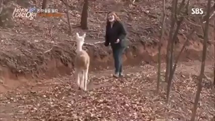 알파카 (Alpaca, Vicugna pacos)