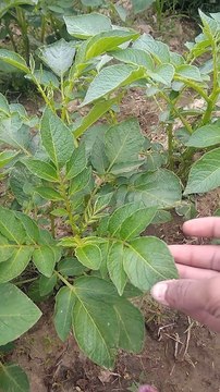 Best village blogs !! Best green forest cool india