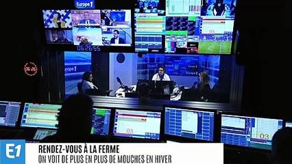 Quand le changement climatique réveille les mouches