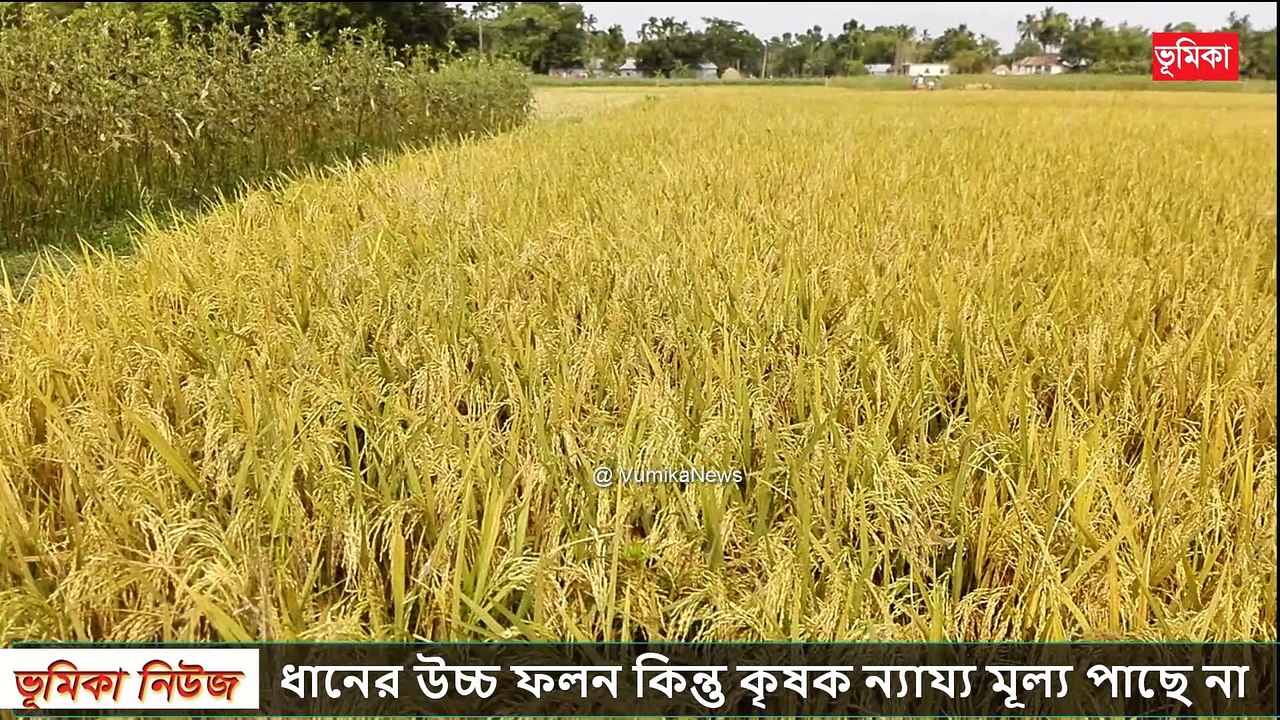 ধানের উচ্চ ফলন কিন্তু কৃষক ন্যায্য মূল্য পাছে না দেশ জু‌ড়ে তোলপাড়2222