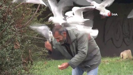 Bakırköy'de her gün yüzlerce martıyı elleriyle besliyor
